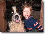 Berner Sennenhund