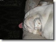 English Bulldog