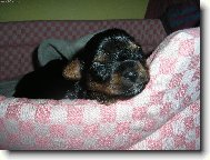 Jorkšírský terier, Yorkshire Terrier,