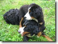 Berner Sennenhund
