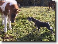 Zwergschnauzer, Miniature Schnauzer