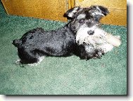 Zwergschnauzer, Miniature Schnauzer