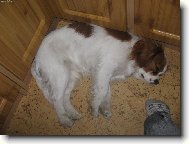 Cavalier King Charles Spaniel
