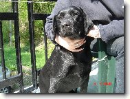 Labrador Retriever