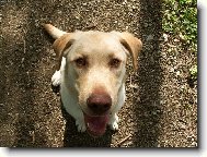 Labrador Retriever