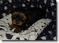 Jorkšírský terier, Yorkshire Terrier,