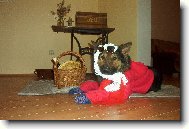 German Shepherd Dog