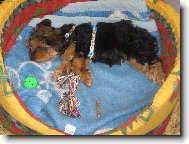 Jorkšírský terier, Yorkshire Terrier,