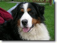 Berner Sennenhund