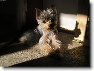 Jorkšírský terier, Yorkshire Terrier,