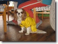 Cavalier King Charles Spaniel