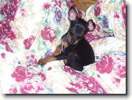PRAGUE RATTER