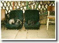 Zwergschnauzer, Miniature Schnauzer