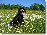 Berner Sennenhund