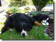 Berner Sennenhund
