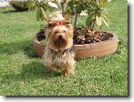 Jorkšírský terier, Yorkshire Terrier,