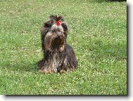 Jorkšírský terier, Yorkshire Terrier,