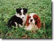 Cavalier King Charles Spaniel