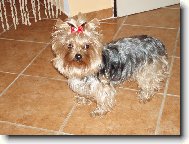 Jorkšírský terier, Yorkshire Terrier,