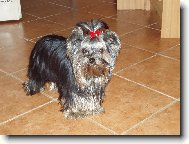 Jorkšírský terier, Yorkshire Terrier,