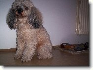 Poodle, Caniche
