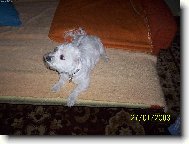 Maltese