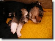 Jorkšírský terier, Yorkshire Terrier,