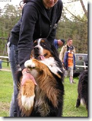 Berner Sennenhund