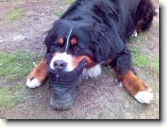 Berner Sennenhund