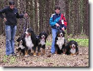 Berner Sennenhund