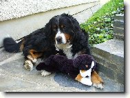 Berner Sennenhund