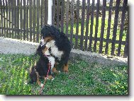 Berner Sennenhund