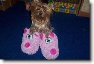 Jorkšírský terier, Yorkshire Terrier,