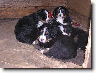 Berner Sennenhund