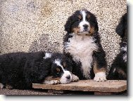 Berner Sennenhund