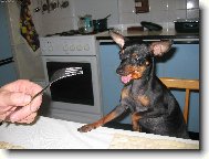 PRAGUE RATTER