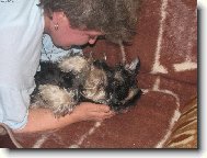 Zwergschnauzer, Miniature Schnauzer