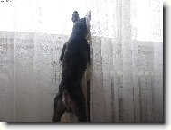 Zwergschnauzer, Miniature Schnauzer