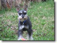 Zwergschnauzer, Miniature Schnauzer