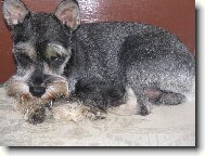 Zwergschnauzer, Miniature Schnauzer