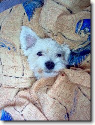Maltese