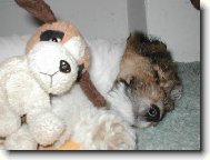 Fox Terrier Wire