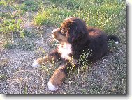 Berner Sennenhund