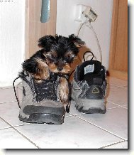 Jorkšírský terier, Yorkshire Terrier,