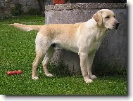 Labrador Retriever