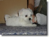 Maltese