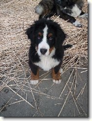 Berner Sennenhund