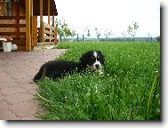 Berner Sennenhund