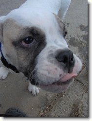 English Bulldog