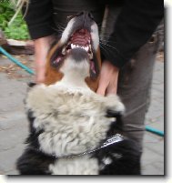 Berner Sennenhund